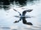 Gull and its reflection in water