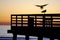 Gull Landing, Sunset on the Pier
