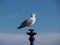 Gull on a lantern