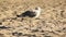 Gull. Larus argentatus. Seagull on the seashore. Bird videos