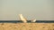 Gull. Larus argentatus. Seagull on the seashore. Bird videos