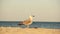 Gull. Larus argentatus. Seagull on the seashore. Bird videos