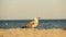 Gull. Larus argentatus. Seagull on the seashore. Bird videos