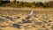 Gull. Larus argentatus. Seagull on the seashore. Bird videos