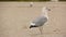 Gull. Larus argentatus. Seagull on the seashore. Bird videos