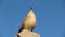 Gull. Larus argentatus. The seagull sits high. Bird videos