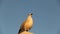 Gull. Larus argentatus. The seagull sits high. Bird videos