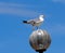 Gull Or Larus Species On Light Fixture