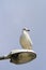 Gull on light pole