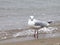 Gull looks and the sea