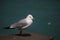 A gull near sea