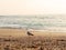 Gull near the Summer Sea Landscape