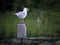 Gull on Nesting house