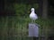 Gull on Nesting house