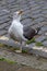 Gull with one foot handicap. Disabled bird begging for food