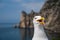 Gull open mouth screaming. Head shot close up gull