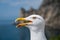 Gull open mouth screaming. Head shot close up gull