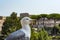 Gull on the outlook with Colosseum. Seagull watching Rome with Colosseum. Bird in the Roman Forum, the historic city center, Roma,