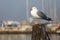 Gull over the pole to moor ships