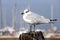 Gull over the pole to moor ships on the ocean