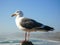 Gull on the Pacific Ocean