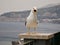 Gull perched on a column on a metal railing