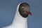 Gull portrait