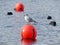 Gull on red yachting buoy at Rickmansworth Aquadrome, Hertfordshire