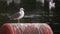 Gull rests on water buoys near water