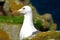 Gull Among Rocks - Isle of May