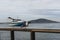 Gull and San Francisco Bay Ferry