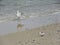 Gull and Sandpiper foraging along beach at Grand Bend