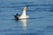 A gull screaming for her partner