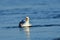 A gull screaming for her partner