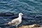 Gull. Seagull on the background of the calm sea.