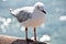 Gull or Seagull bird at Manly beach in northern New South Wales, Australia.