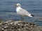 gull or seagull a seabird