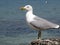 gull or seagull a seabird