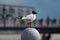 Gull seagull sitting on a fence