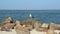 Gull sits on rocks against background of sea in summer