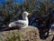 Gull sits on stone