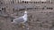 Gull Sitting in Roman Colosseum Orbiting Shot