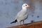 Gull sitting on the wood