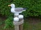 Gull sitting on a wooden pile in front of a green hedge