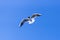 Gull soaring in blue sky