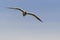 Gull soaring in the sky