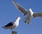 Gull Squawking