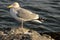Gull standing on the Atlantic Ocean inlet jetty
