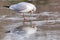 A gull standing on ice at the Ornamental Lake on Southampton Common