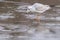 A gull standing on ice at the Ornamental Lake on Southampton Common